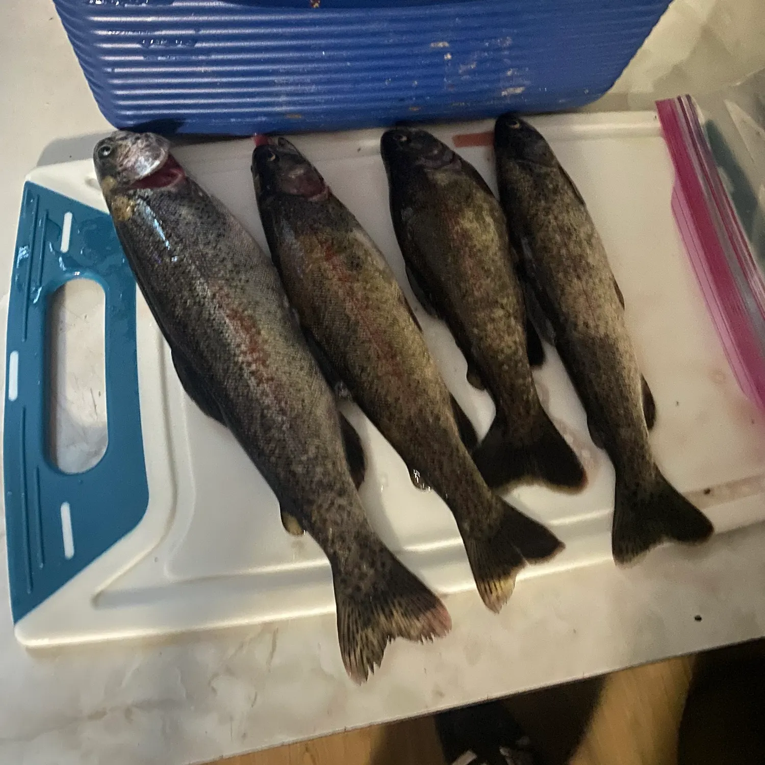 recently logged catches