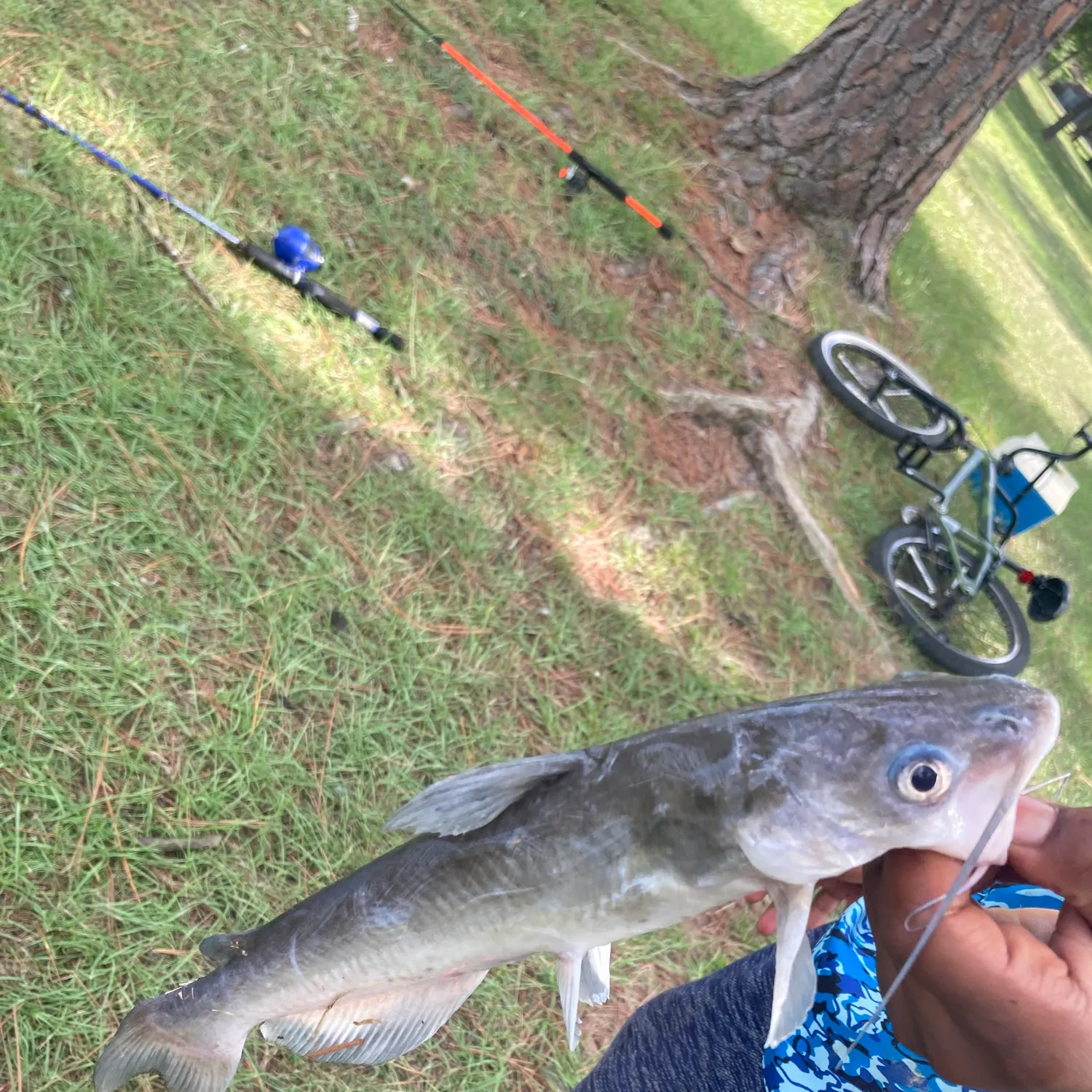 Channel catfish caught on Fishbrain