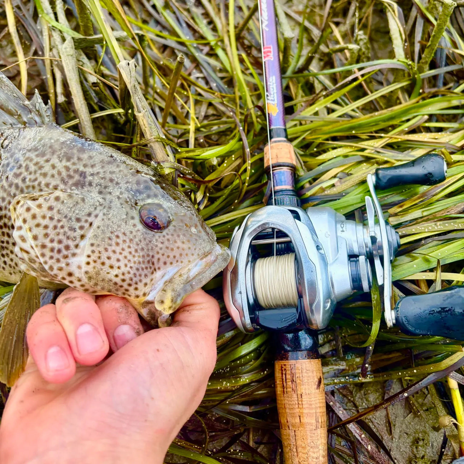 The most recent Spotted sand bass catches on Fishbrain