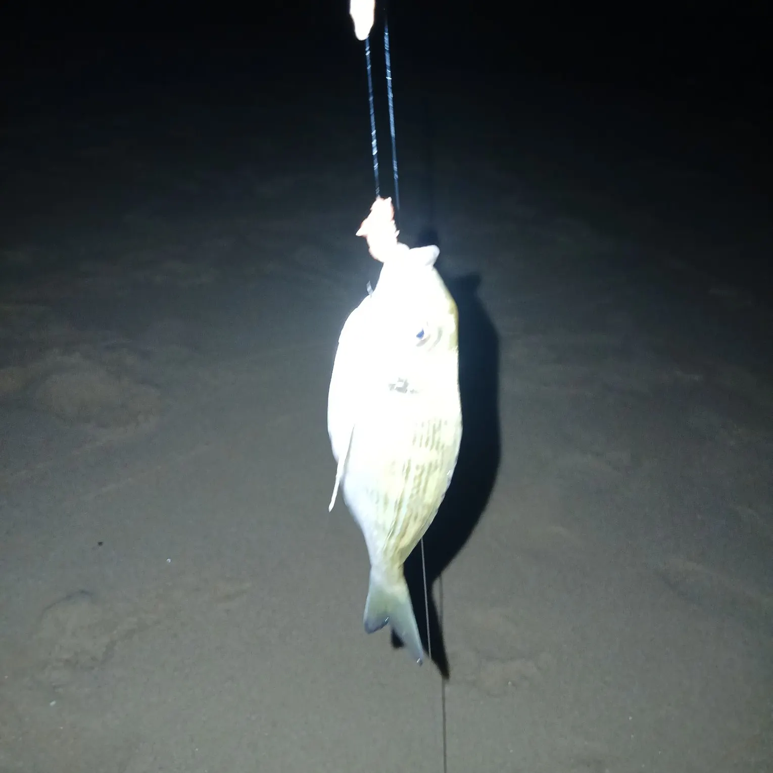 Gilthead seabream caught on Fishbrain
