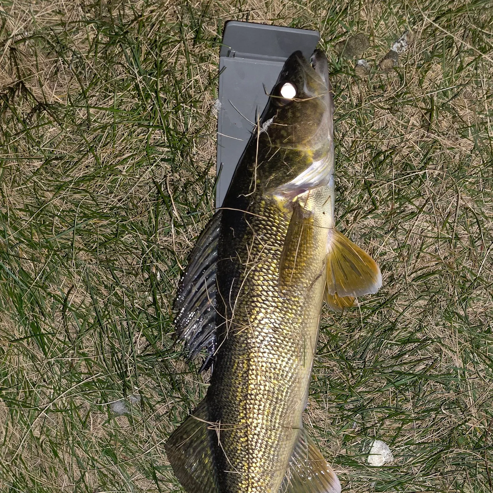 Walleye caught on Fishbrain