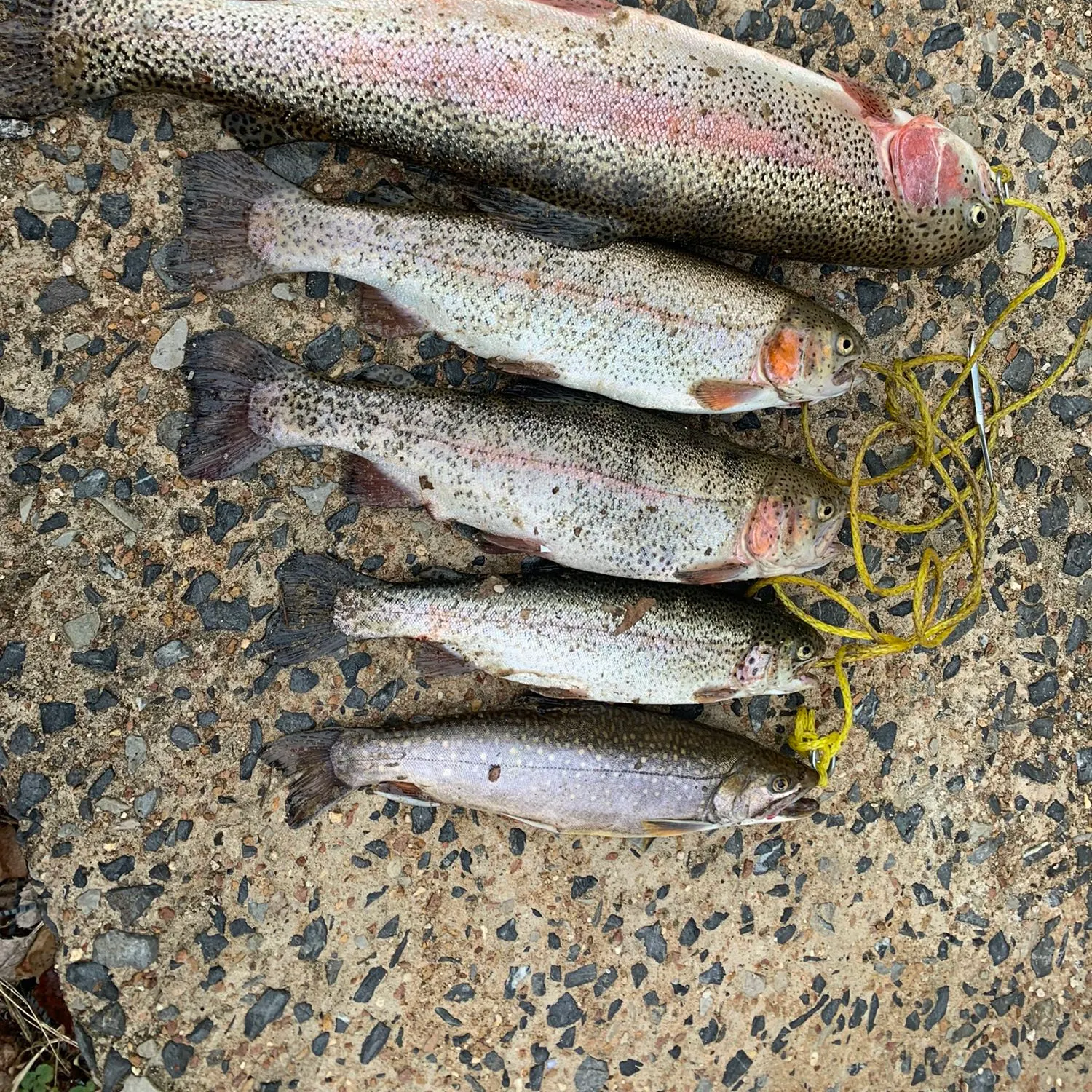 recently logged catches