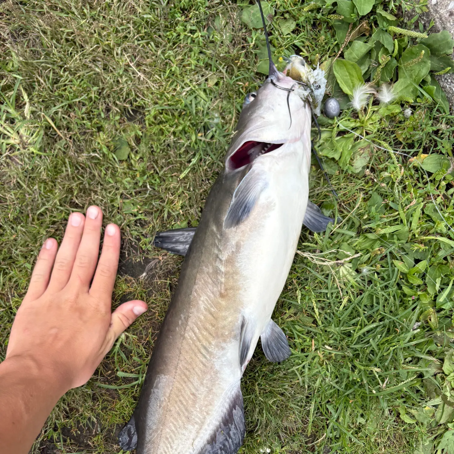 catch