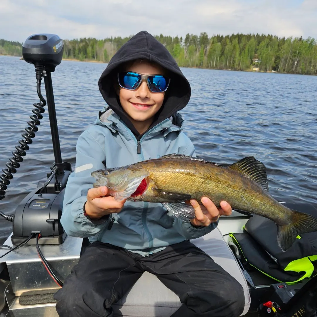 Zander caught on Fishbrain