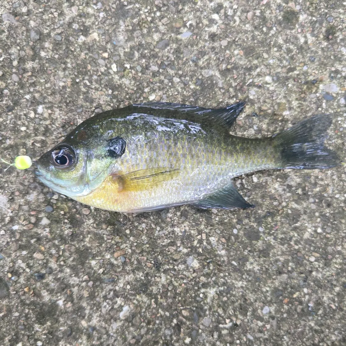 Bluegill caught on Fishbrain