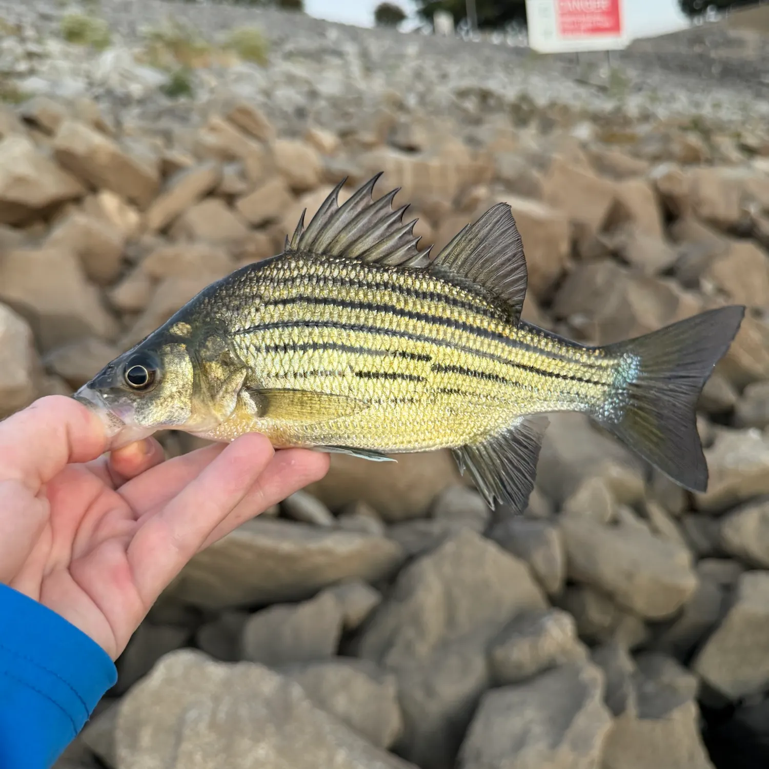 Yellow bass caught on Fishbrain