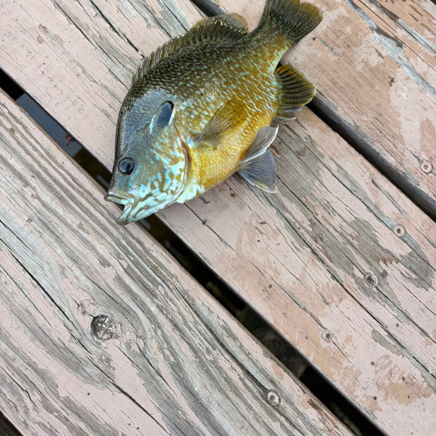 Bluegill caught on Fishbrain