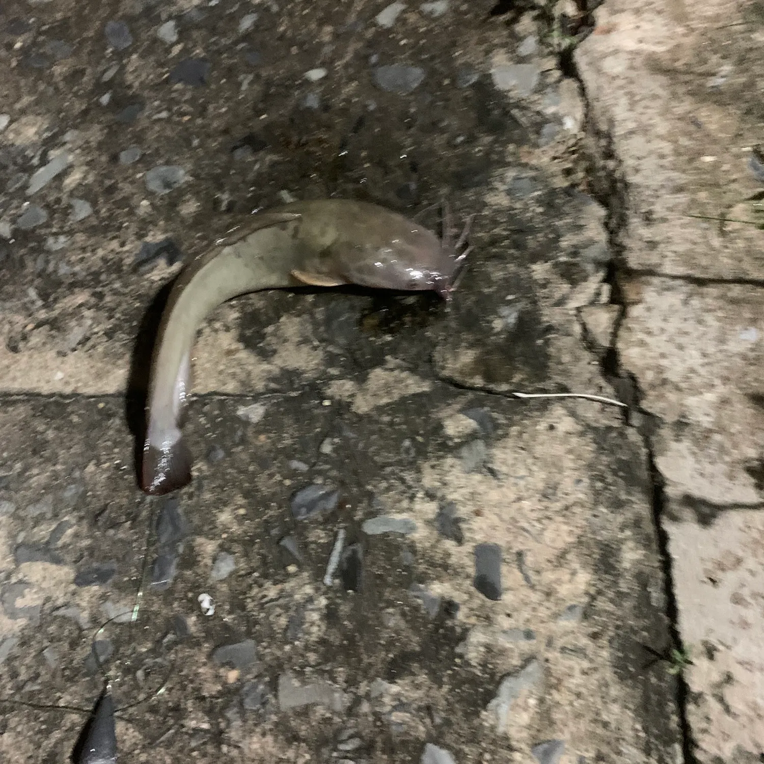 The most recent Walking catfish catches on Fishbrain