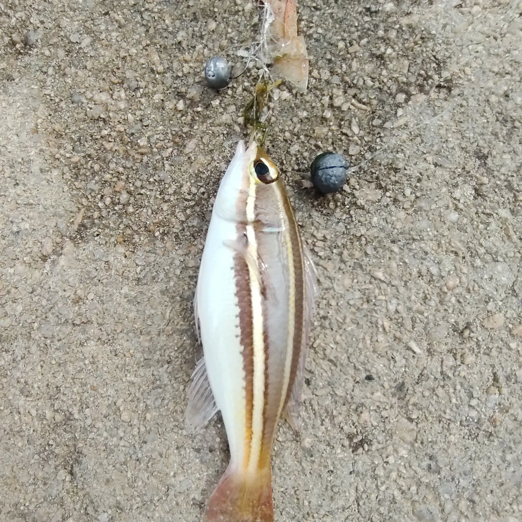 The most recent Orange-spotted grouper catches on Fishbrain