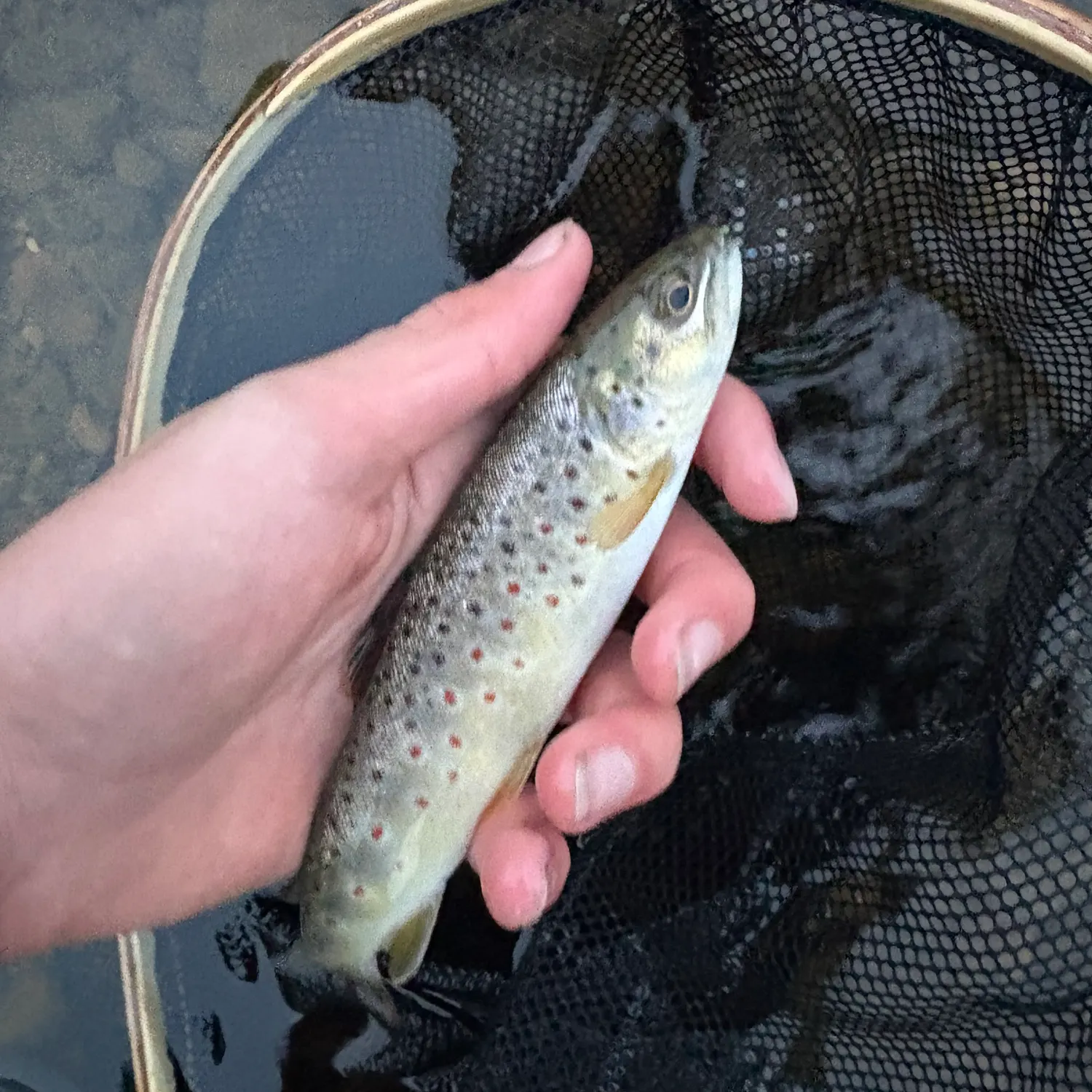 Brown trout caught on Fishbrain