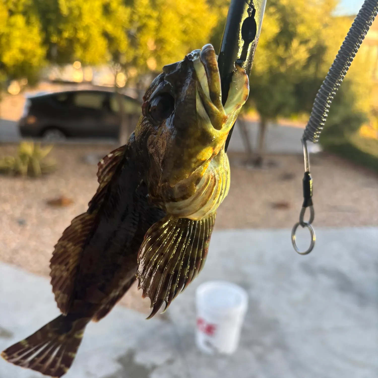 recently logged catches