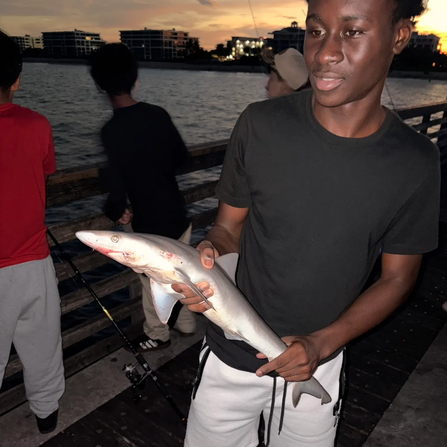 Atlantic sharpnose shark caught on Fishbrain