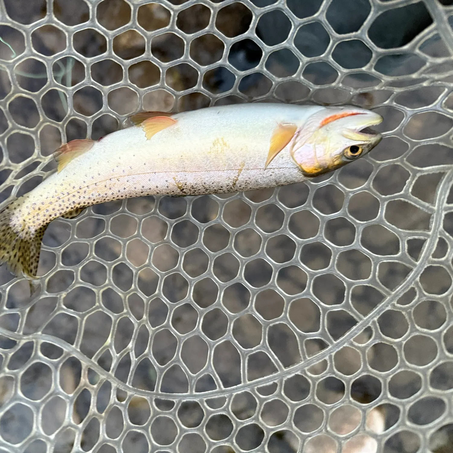Colorado river cutthroat trout caught on Fishbrain