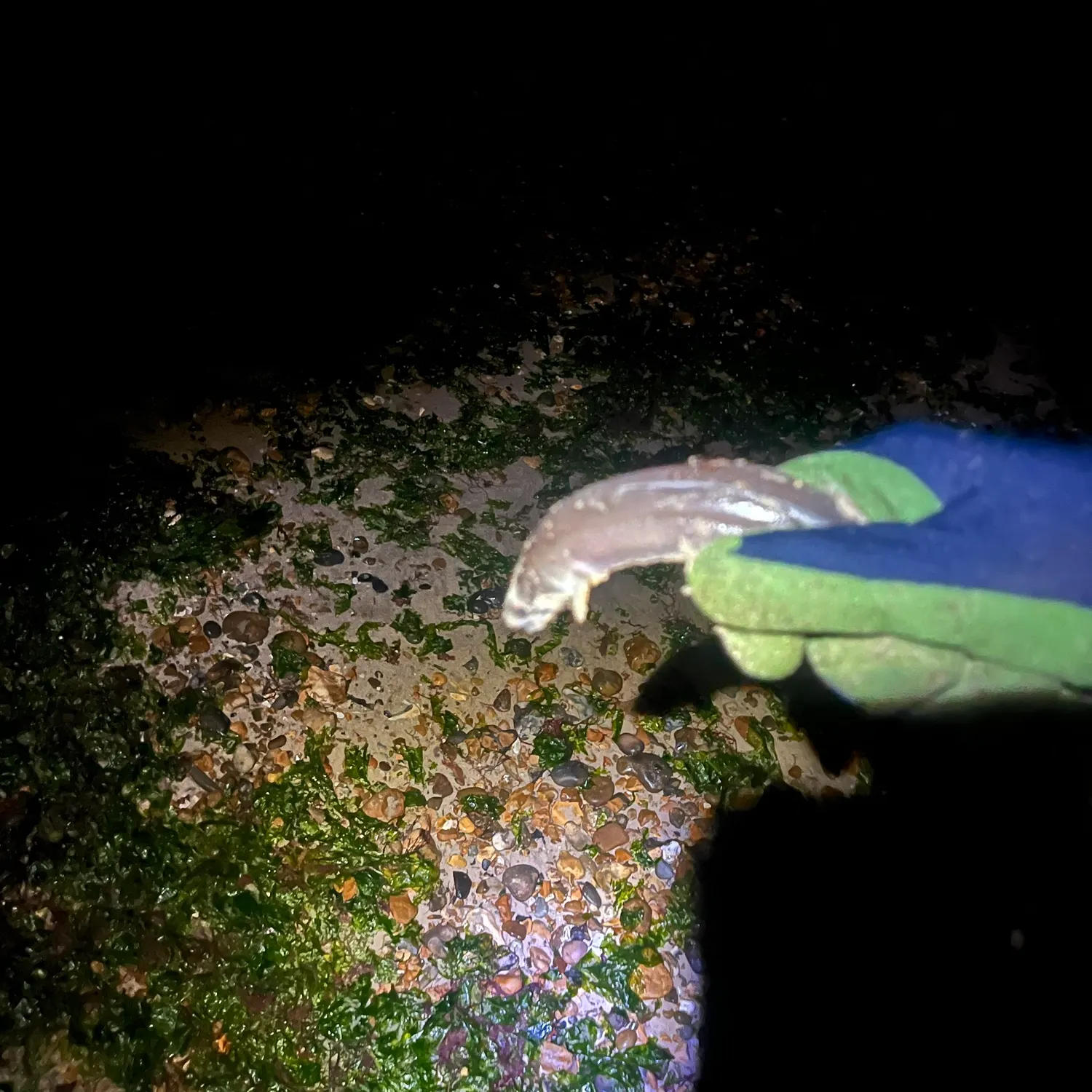 European conger caught on Fishbrain
