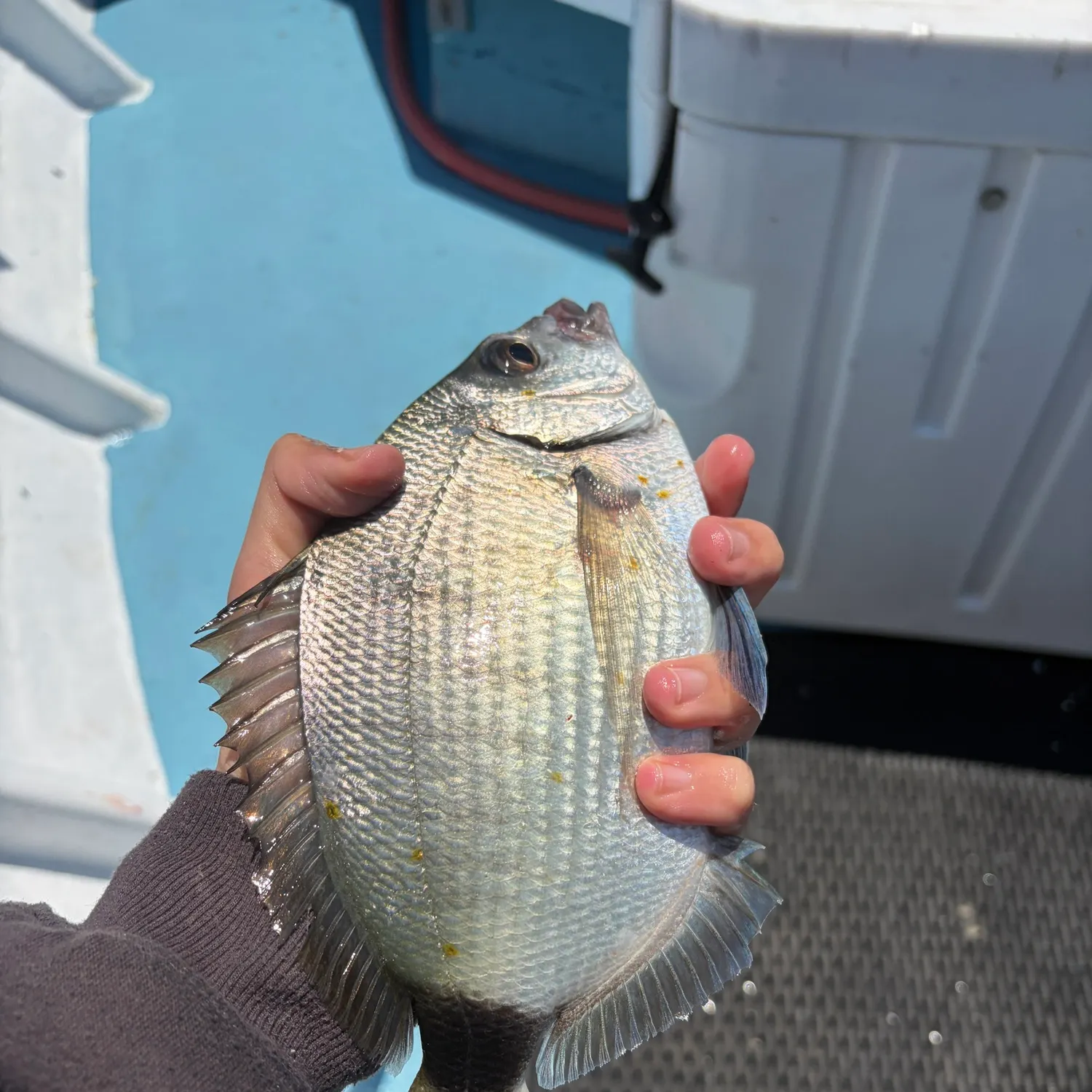 The most recent Spottail seabream catches on Fishbrain