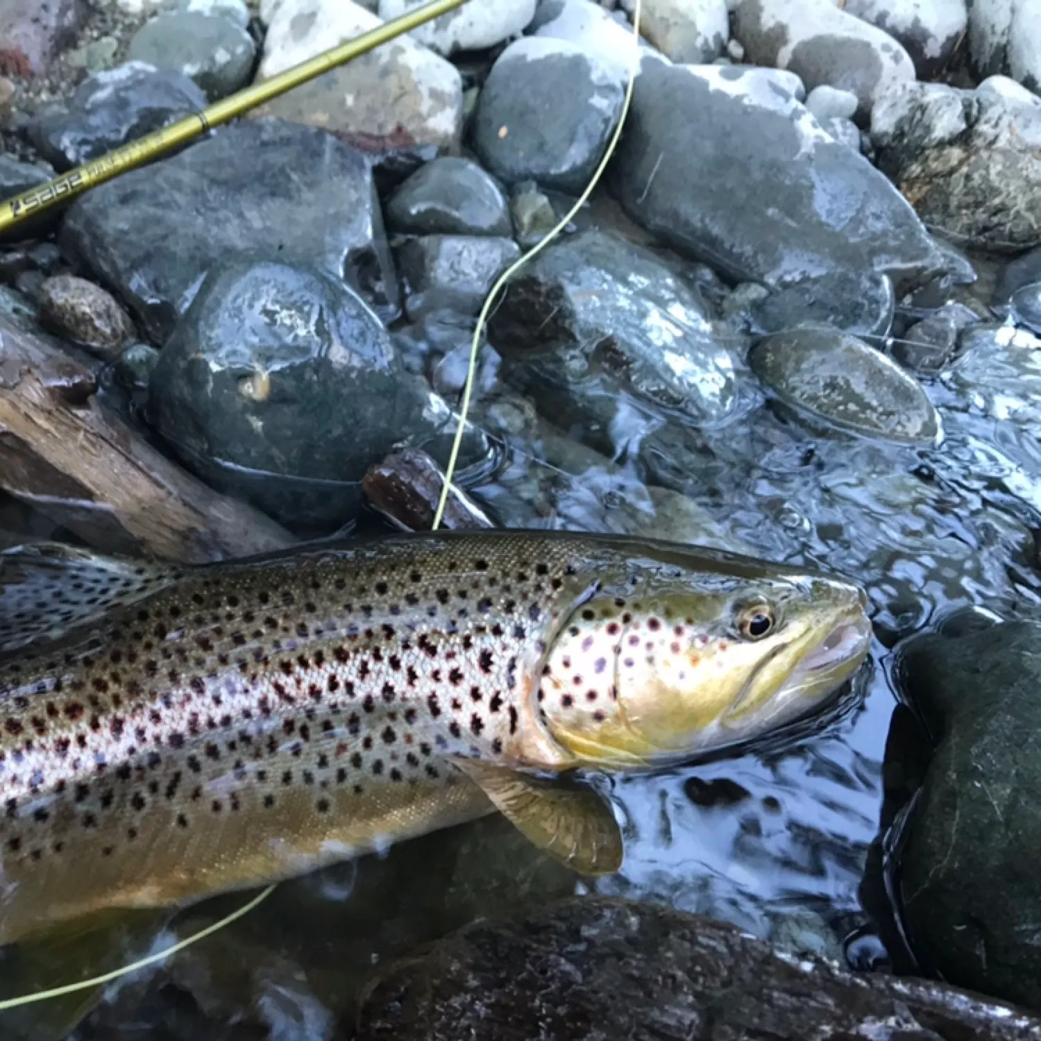 recently logged catches