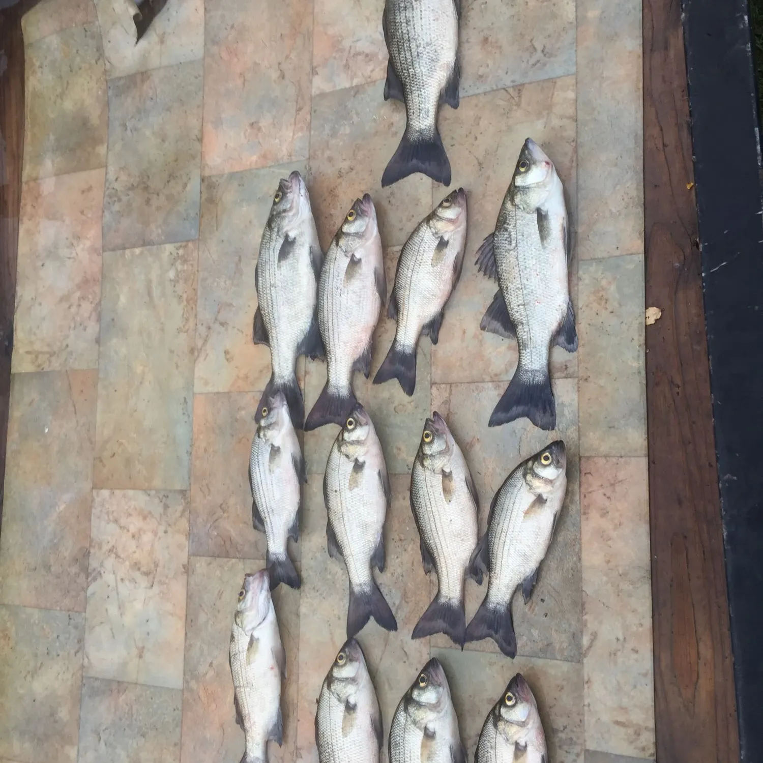 recently logged catches