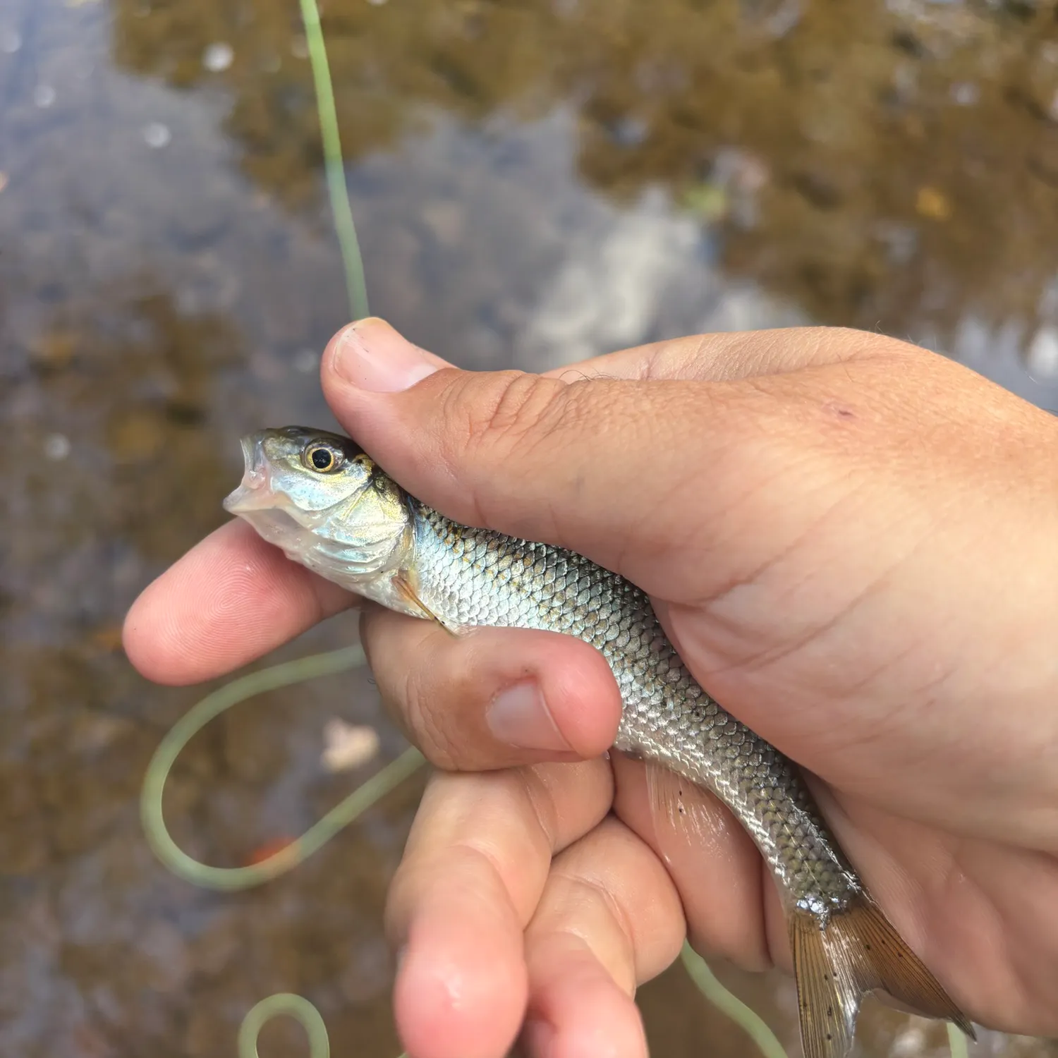 Fallfish caught on Fishbrain