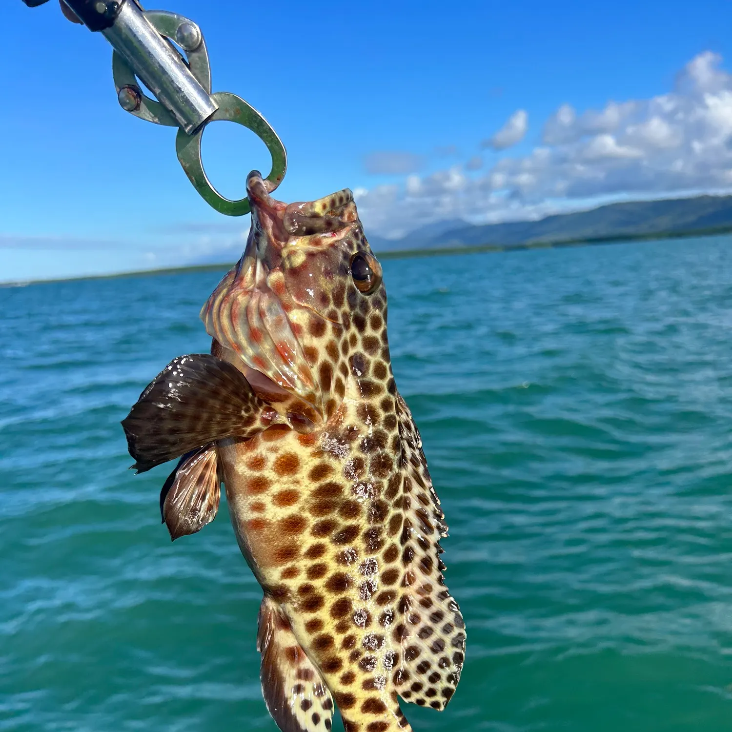 most liked catch image