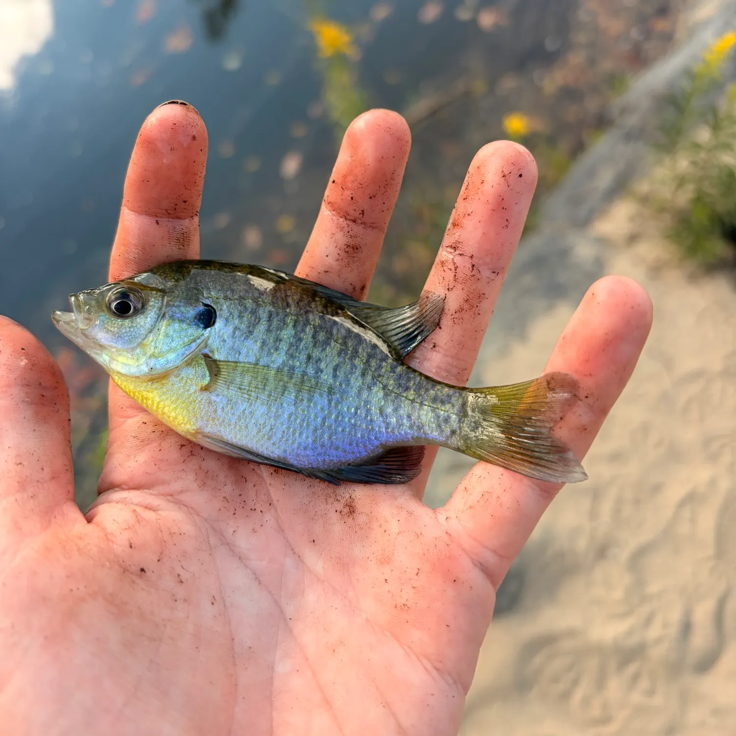 Bluegill caught on Fishbrain