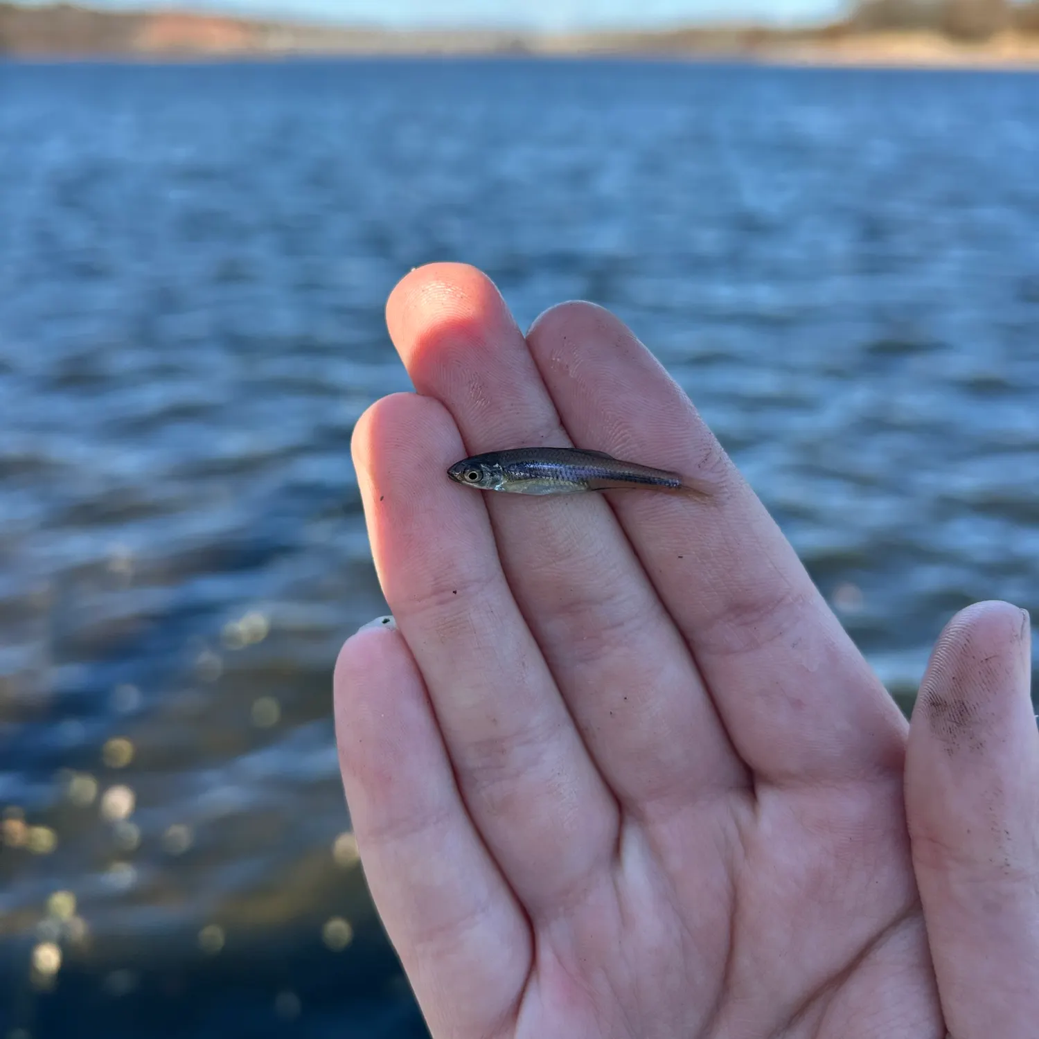The most recent Spottail shiner catches on Fishbrain