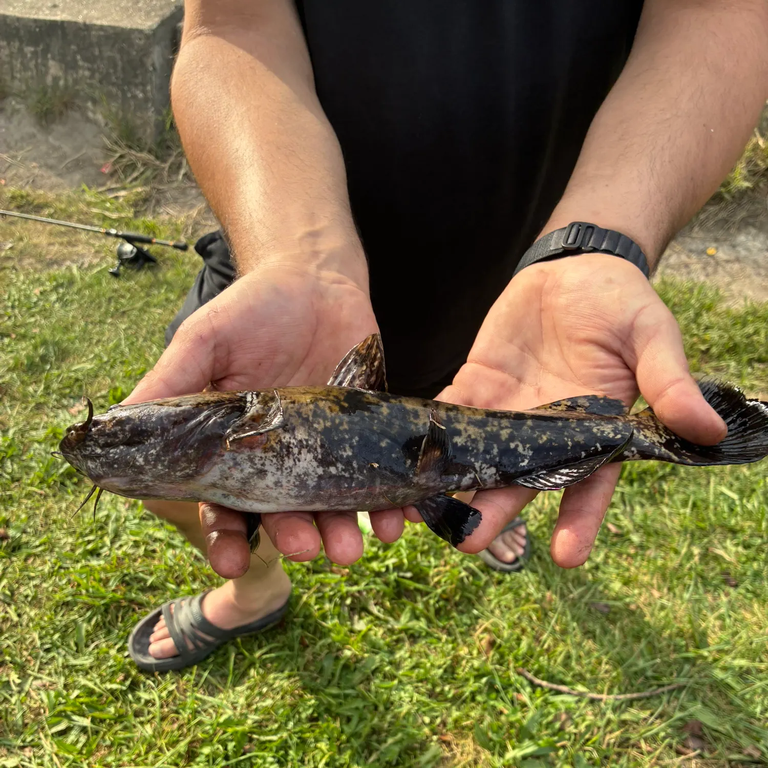Flathead catfish caught on Fishbrain