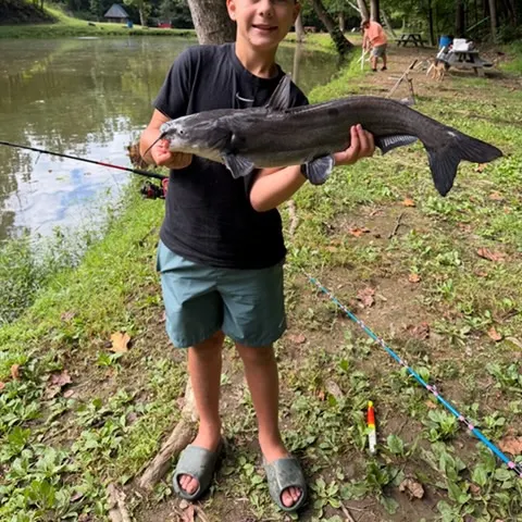 Blue catfish caught on Fishbrain