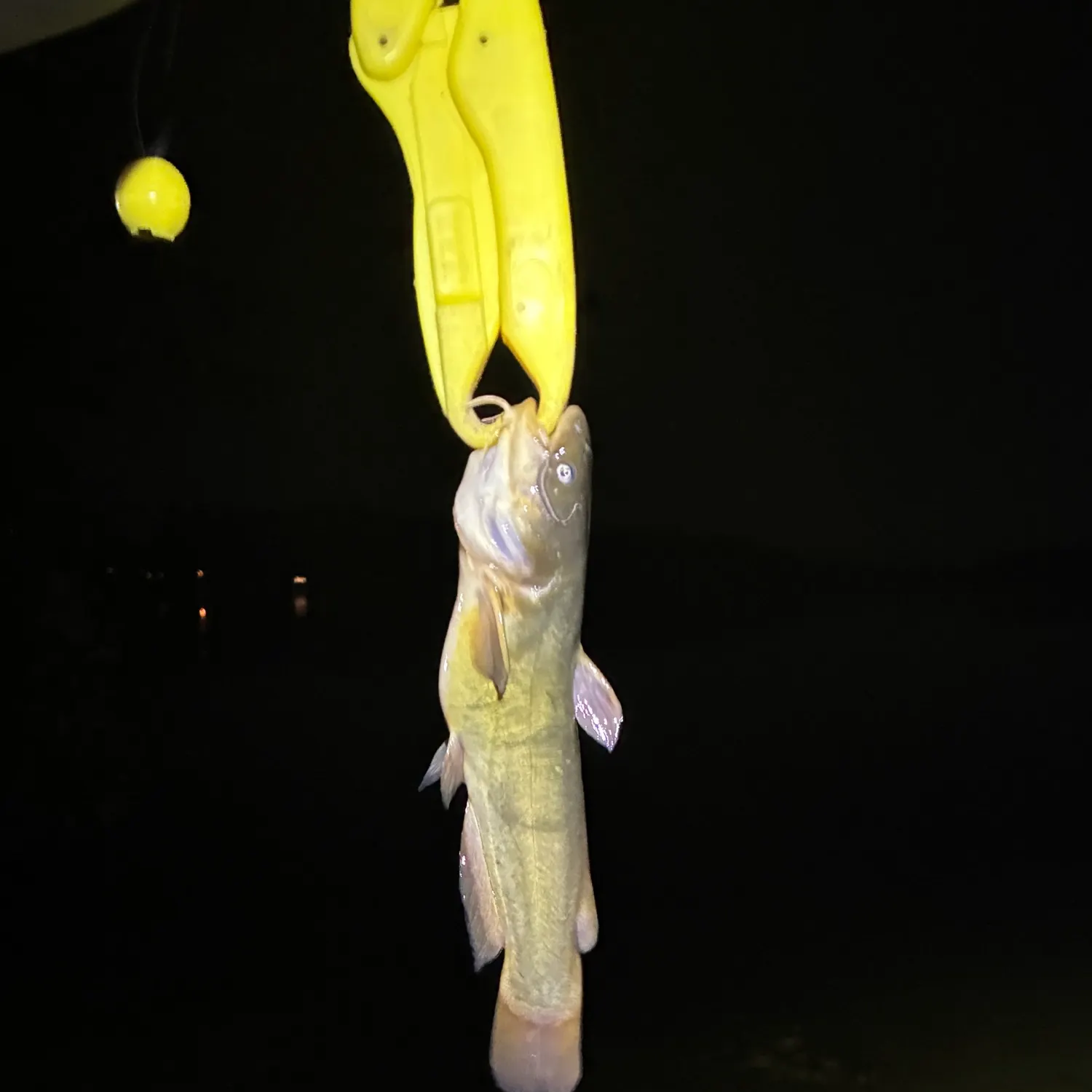 Yellow bullhead caught on Fishbrain