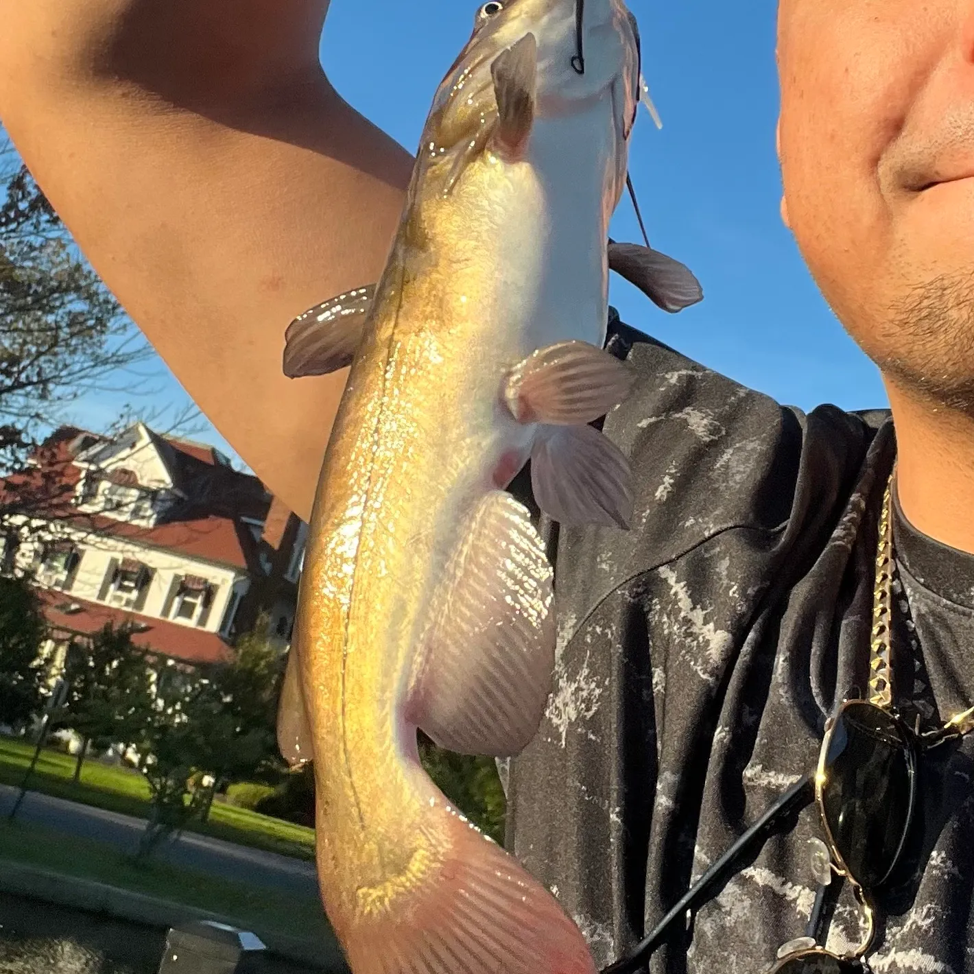 Channel catfish caught on Fishbrain