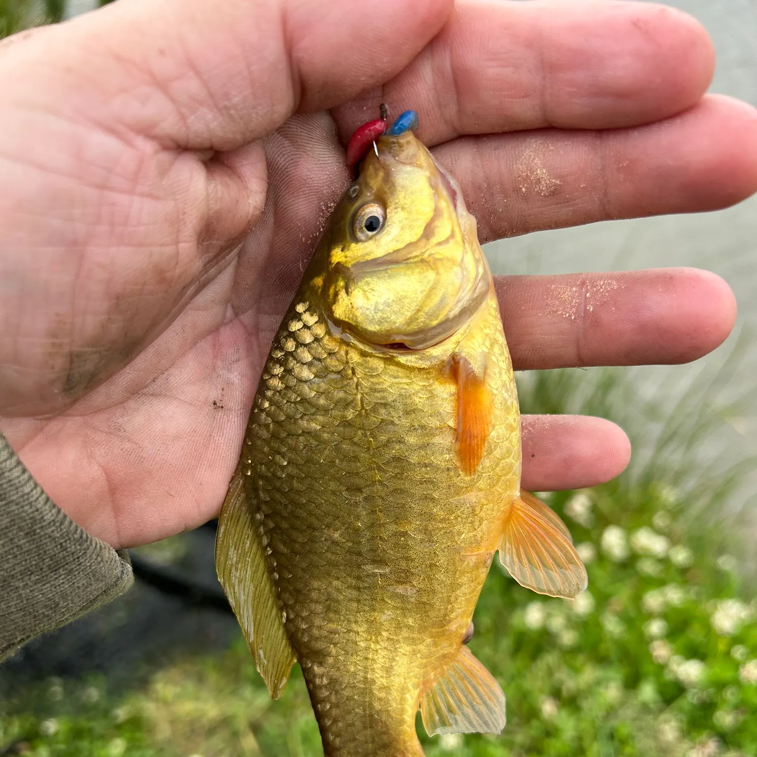 The most recent Crucian carp catches on Fishbrain