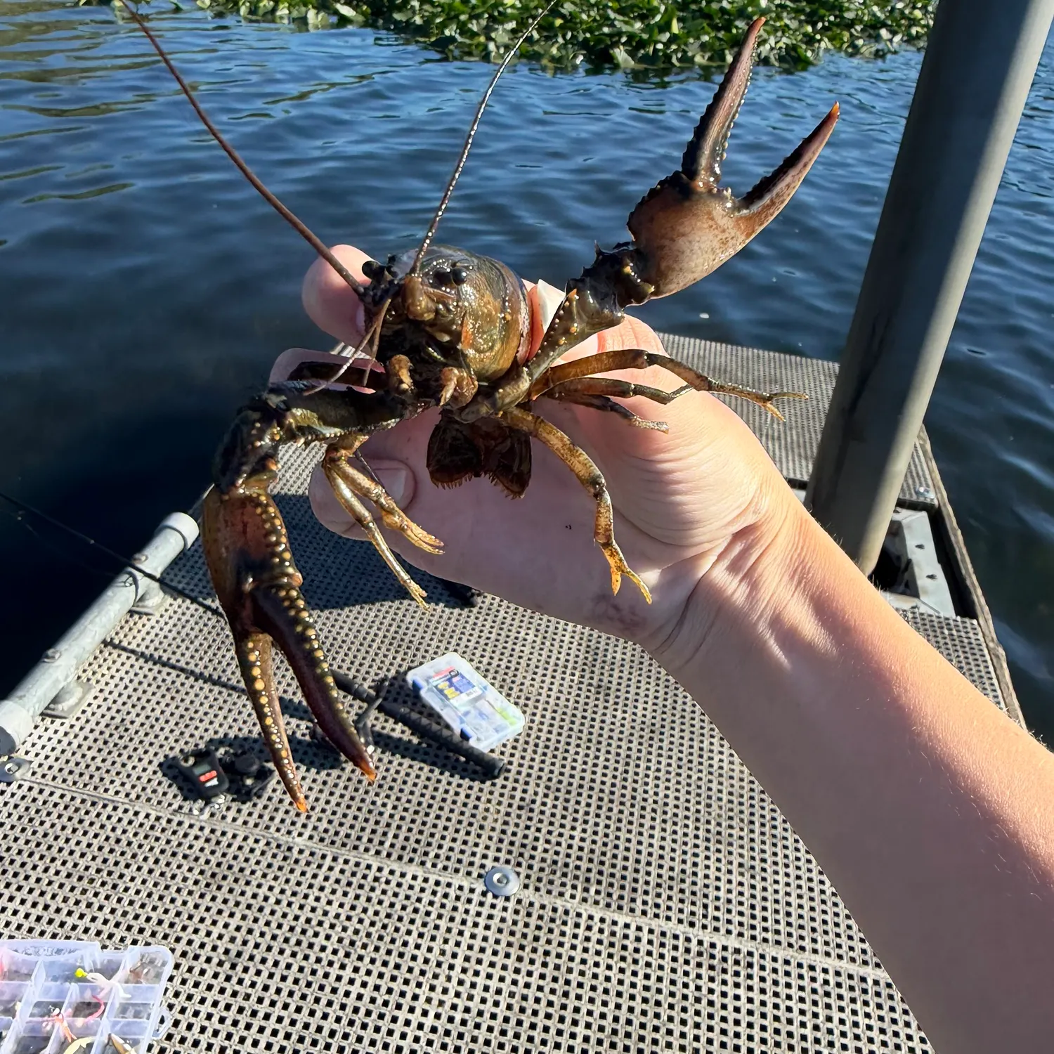 The most recent Virile crayfish catches on Fishbrain