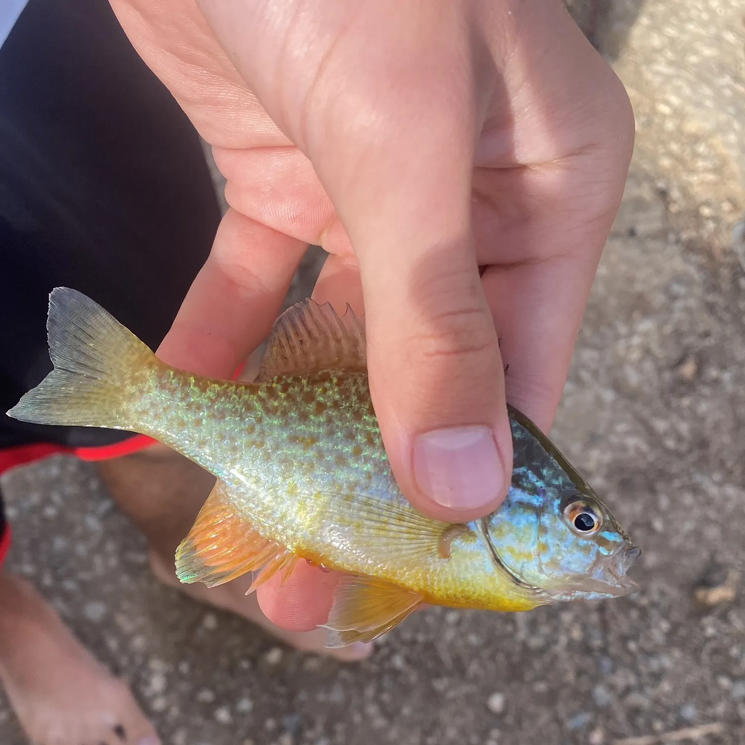 Orangespotted sunfish caught on Fishbrain