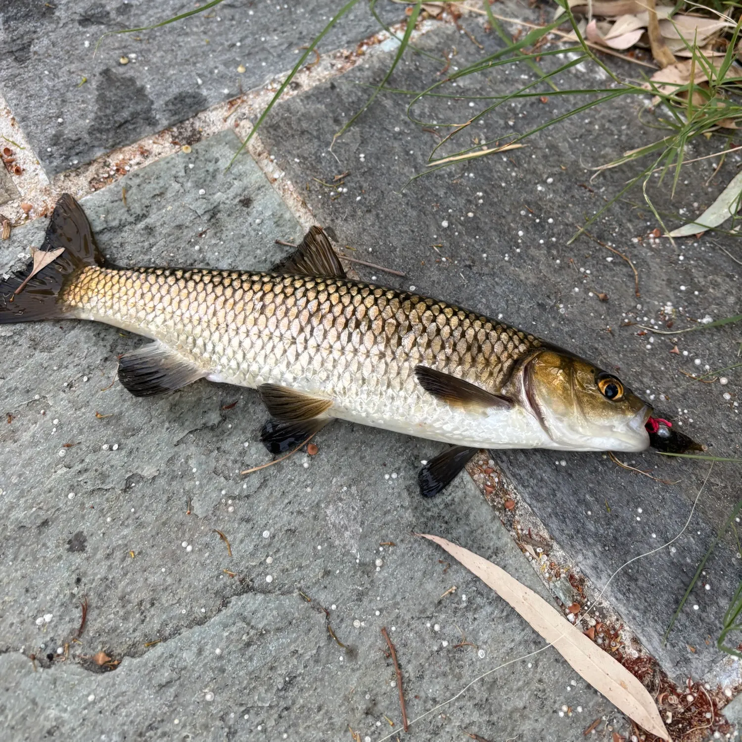 European chub caught on Fishbrain