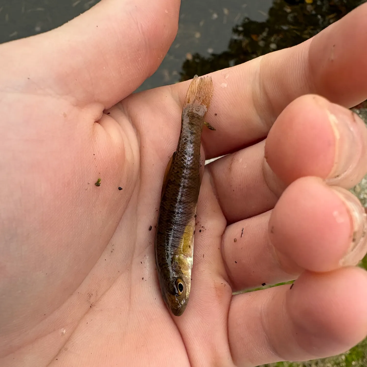 The most recent Banded killifish catches on Fishbrain