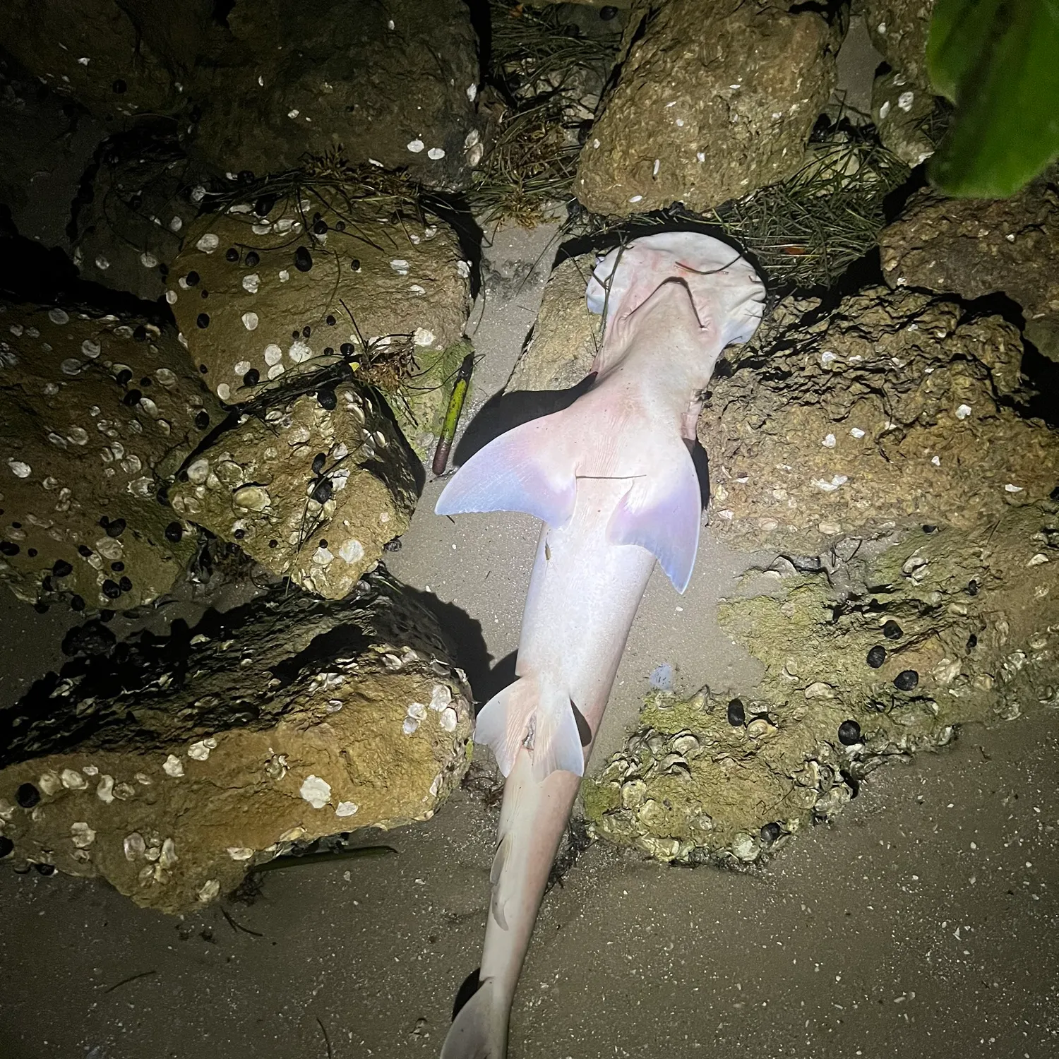 The most recent Bonnethead shark catches on Fishbrain