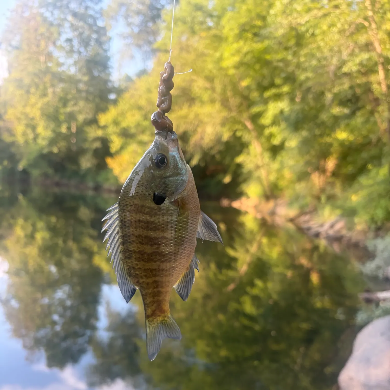 Redbreast sunfish caught on Fishbrain