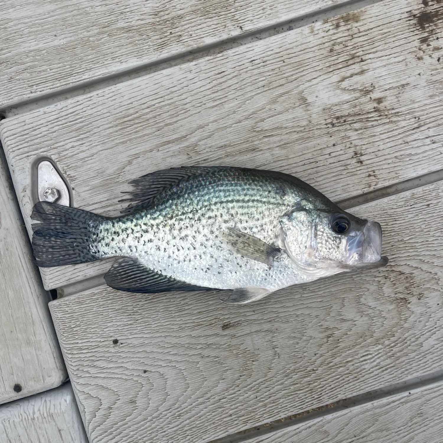 Black crappie caught on Fishbrain