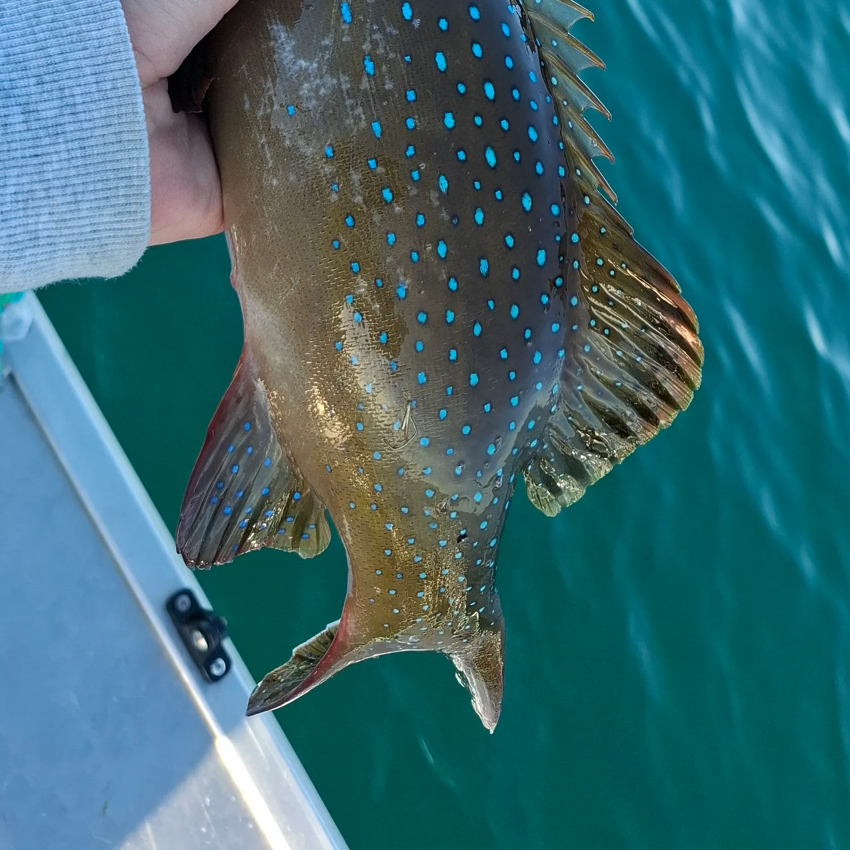 The most recent Highfin coralgrouper catches on Fishbrain