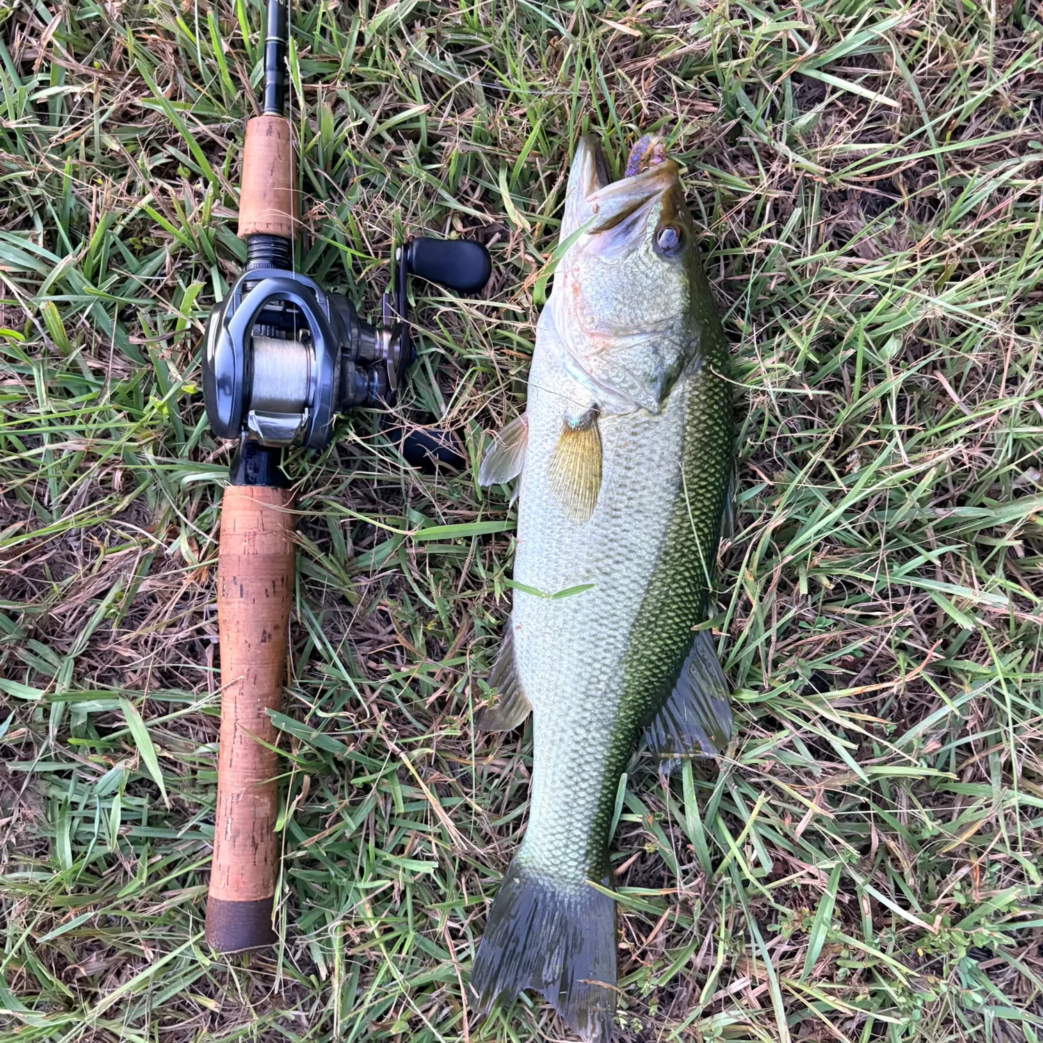 Largemouth bass caught on Fishbrain