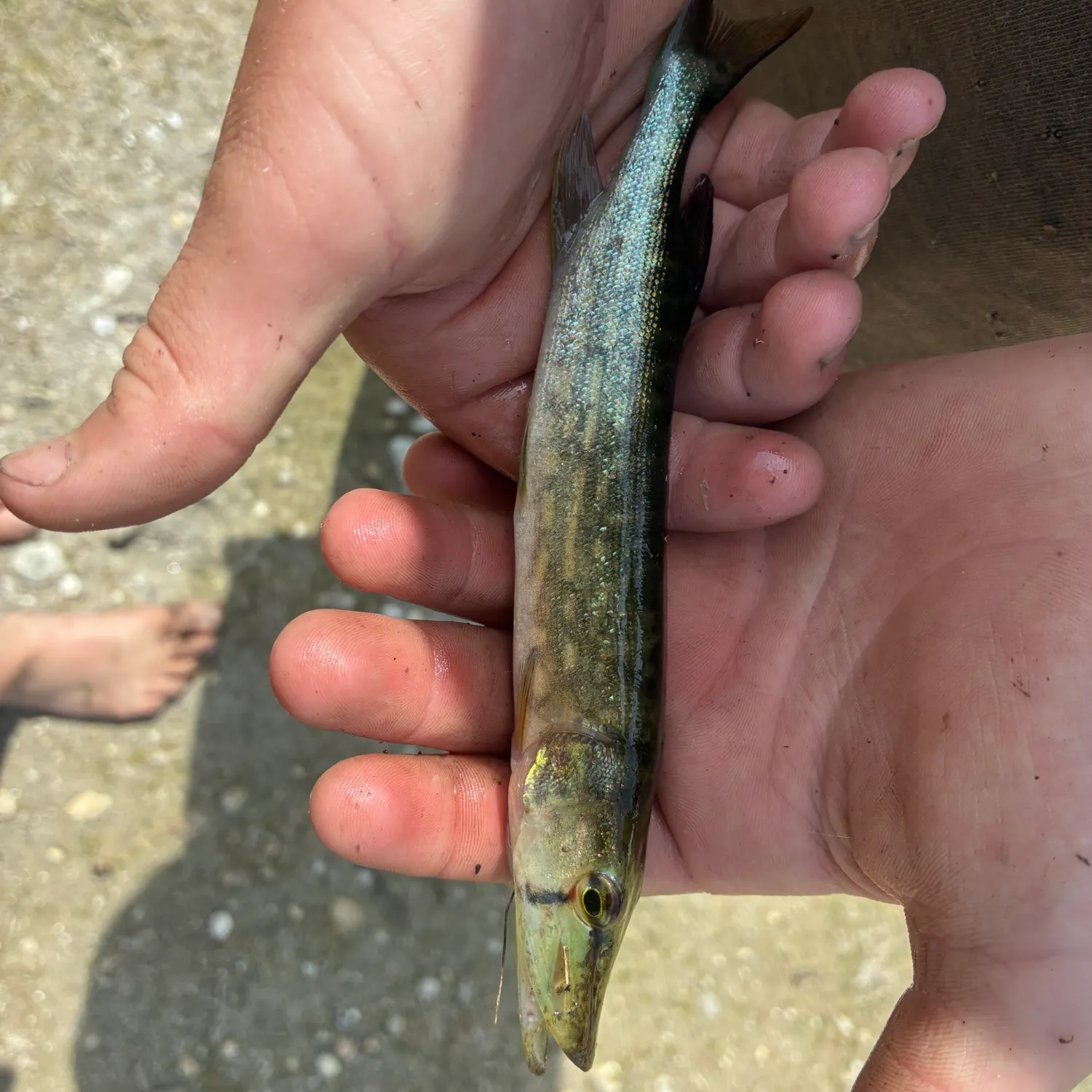The most recent Grass pickerel catches on Fishbrain