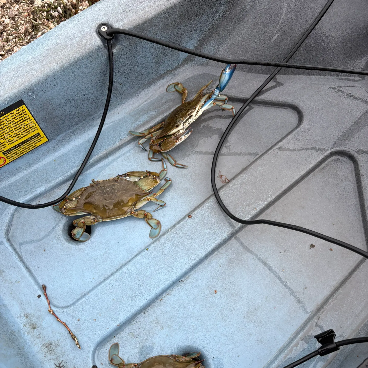 The most recent Blue crab catches on Fishbrain