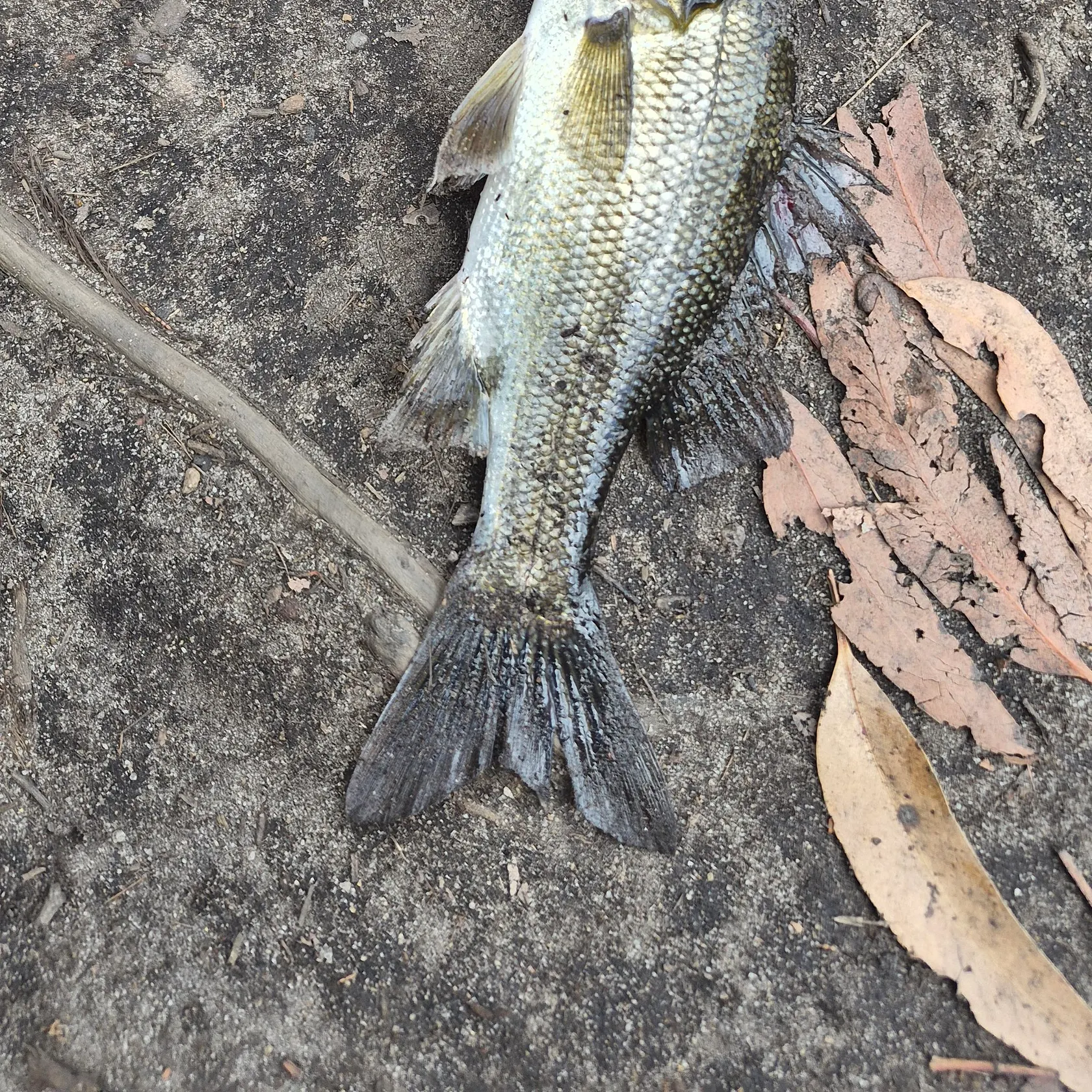 Australian bass caught on Fishbrain
