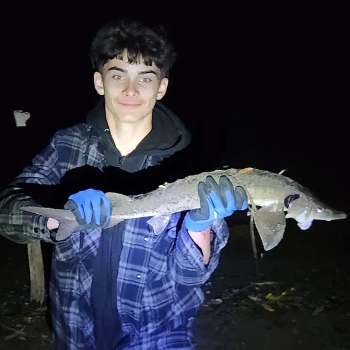 Lake sturgeon caught on Fishbrain