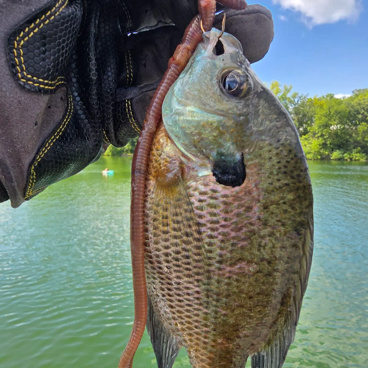 Bluegill caught on Fishbrain