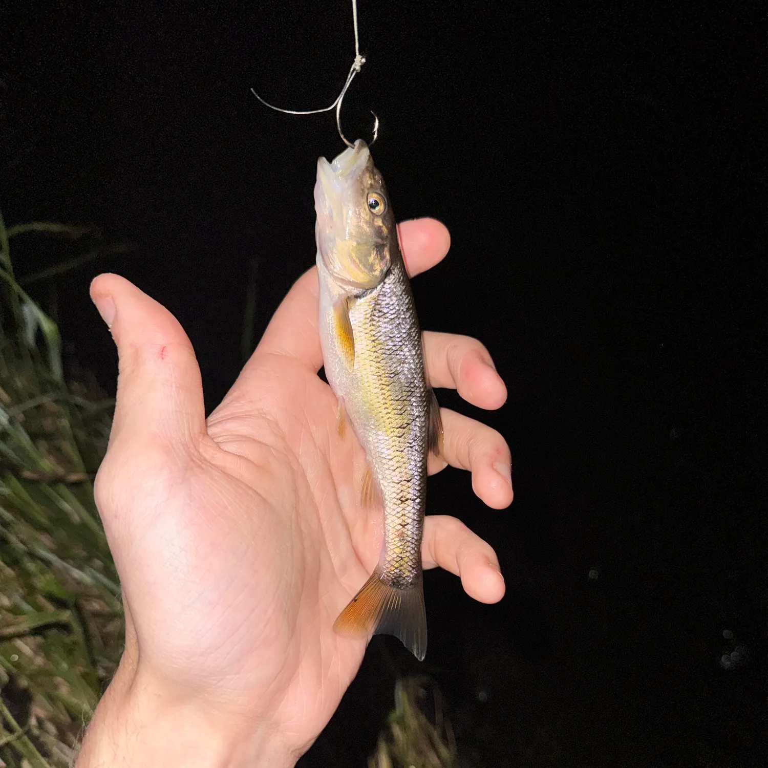 Creek chub caught on Fishbrain
