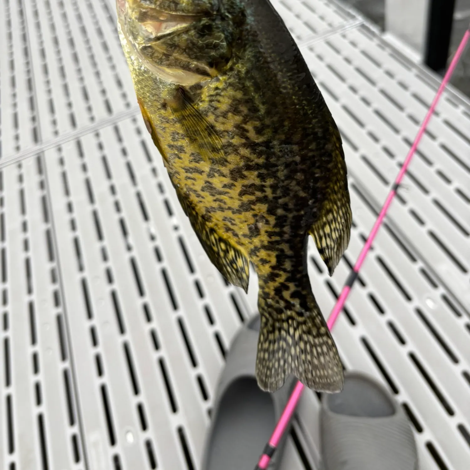 The most recent Black crappie catches on Fishbrain
