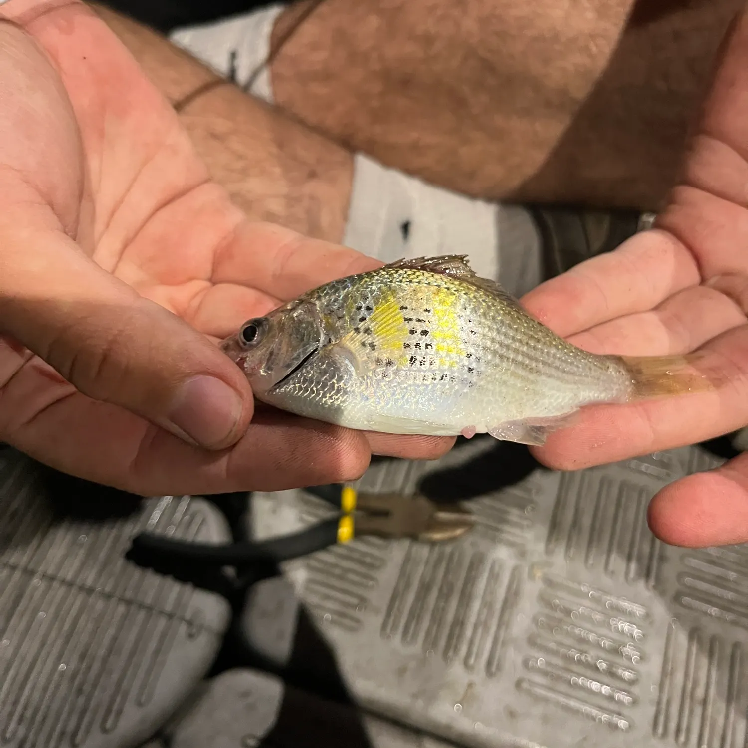 The most recent Barred surfperch catches on Fishbrain