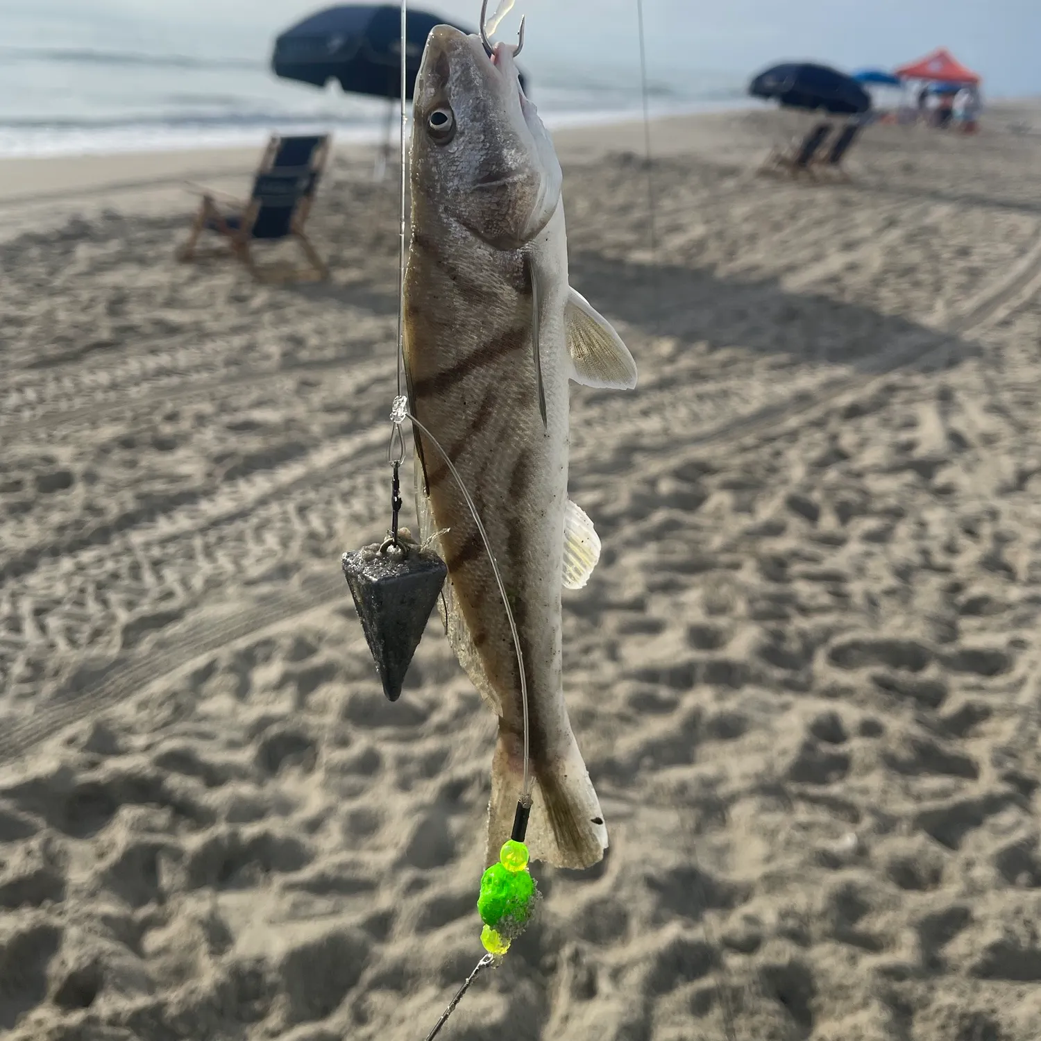 Northern kingcroaker caught on Fishbrain