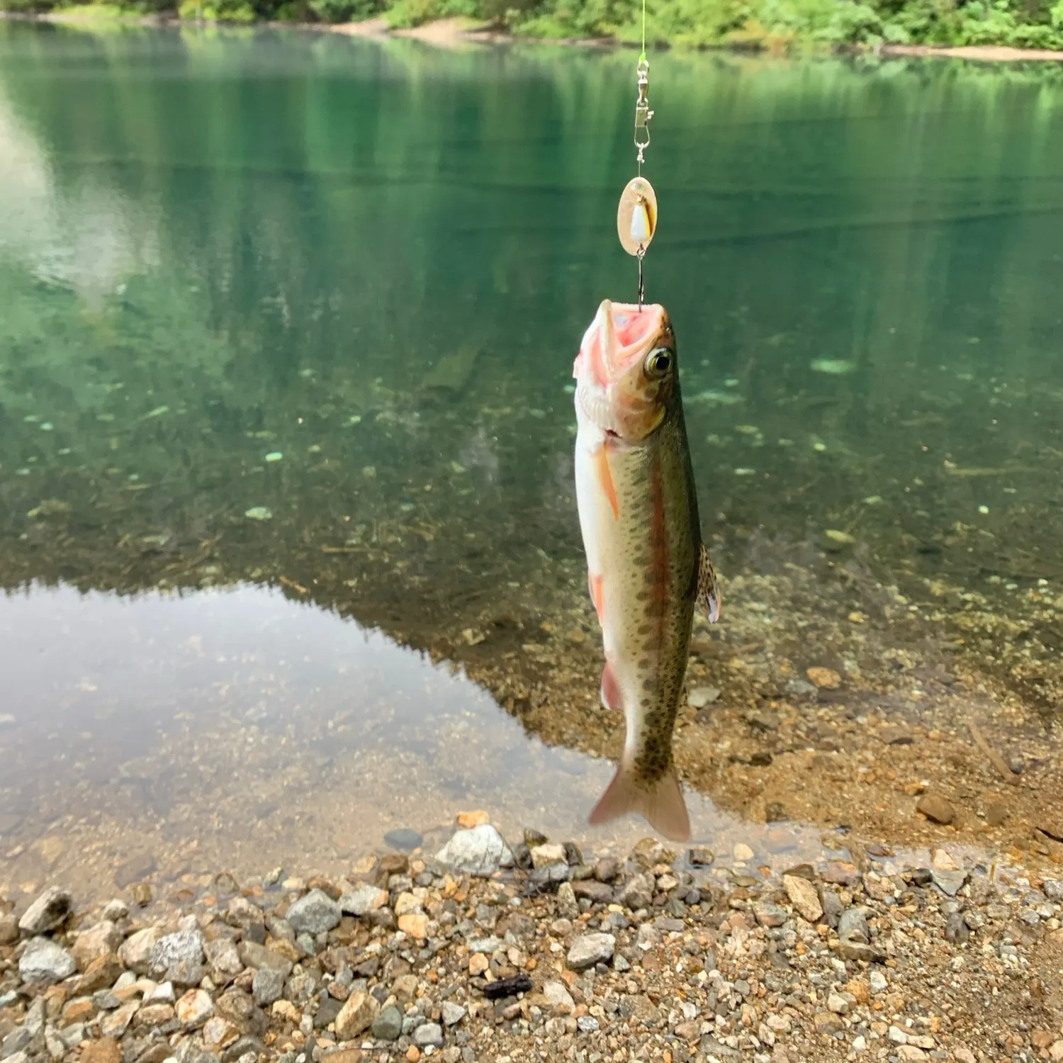 Rainbow trout caught on Fishbrain