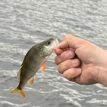 European perch caught on Fishbrain
